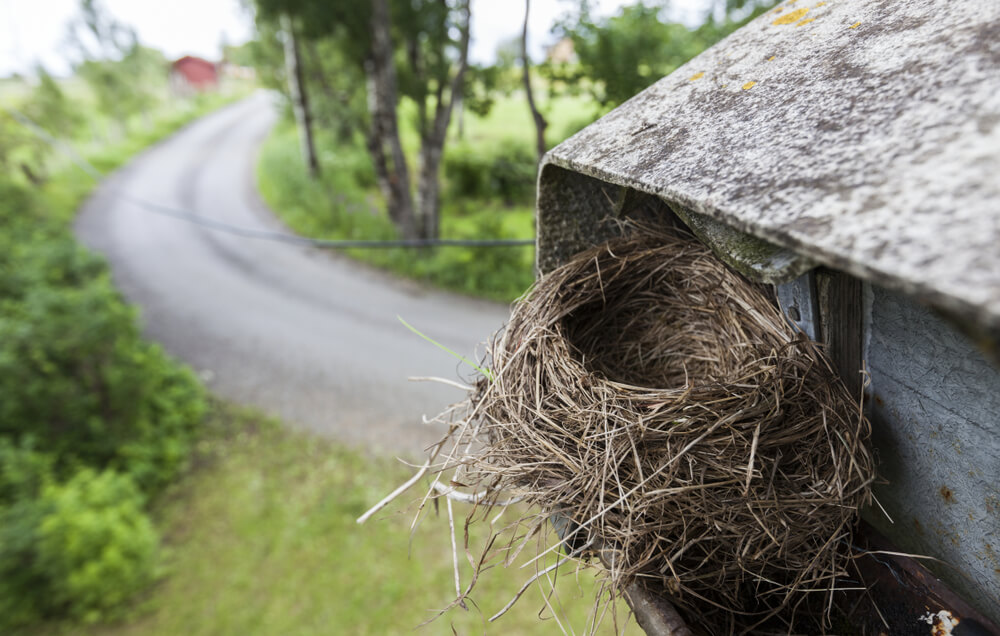 Wildlife Removal