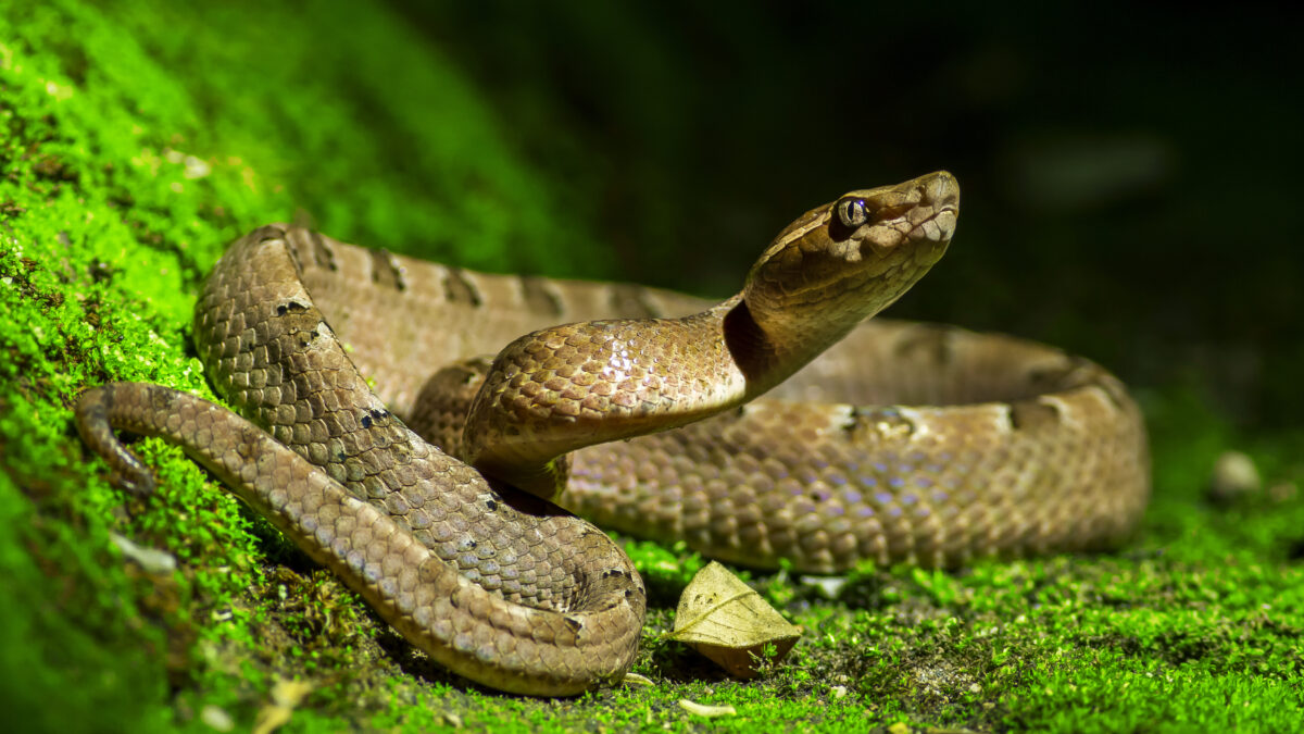 Snake In The Grass: What To Do In Snake Encounter